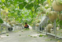 Petani Milenial Gunakan AI, Panen Melon Lahan Terbatas