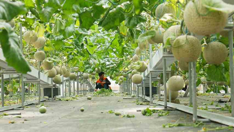 Petani Milenial Gunakan AI, Panen Melon Lahan Terbatas