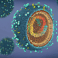 Influenza A Terupdate