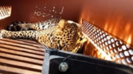 Macan Tutul Masuk Hotel di Bandung, Tim Gabungan Lakukan Evakuasi Hati-Hati (Istimewa)