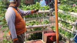 RPTRA Meruya Selatan Kembangkan Urban Farming Edukasi, Panen Timun Laris