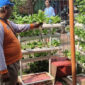 RPTRA Meruya Selatan Kembangkan Urban Farming Edukasi, Panen Timun Laris