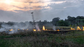 Riau Kembali Membara, BNPB Konfirmasi 2.163 Hektare Lahan Hangus