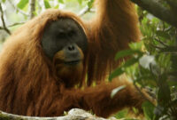 Habitat Orangutan Tapanuli Hancur Diterjang Banjir, Kepunahan Mengancam