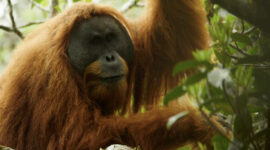 Habitat Orangutan Tapanuli Hancur Diterjang Banjir, Kepunahan Mengancam