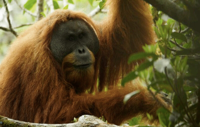 Habitat Orangutan Tapanuli Hancur Diterjang Banjir, Kepunahan Mengancam