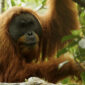 Habitat Orangutan Tapanuli Hancur Diterjang Banjir, Kepunahan Mengancam