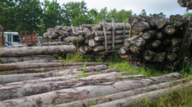 Kerugian Negara Rp447 Miliar Akibat Illegal Logging Mentawai Diserahkan ke Hukum
