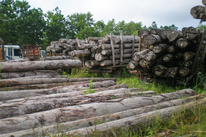 Kerugian Negara Rp447 Miliar Akibat Illegal Logging Mentawai Diserahkan ke Hukum