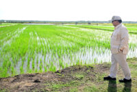 Target Swasembada Beras 2025: Mampukah Kementan Penuhi Lumbung Nasional?