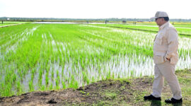 Target Swasembada Beras 2025: Mampukah Kementan Penuhi Lumbung Nasional?