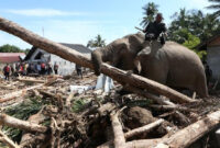 BKSDA Aceh Tegaskan Gajah Dikerahkan untuk Bencana dengan Mengutamakan Kesejahteraan Satwa