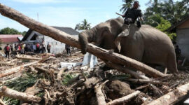 BKSDA Aceh Tegaskan Gajah Dikerahkan untuk Bencana dengan Mengutamakan Kesejahteraan Satwa