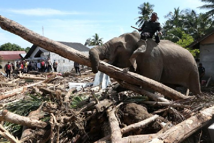 BKSDA Aceh Tegaskan Gajah Dikerahkan untuk Bencana dengan Mengutamakan Kesejahteraan Satwa