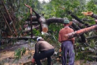 Pohon Besar Tumbang di Jalancagak Subang 