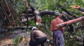 Pohon Besar Tumbang di Jalancagak Subang 