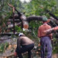 Pohon Besar Tumbang di Jalancagak Subang 