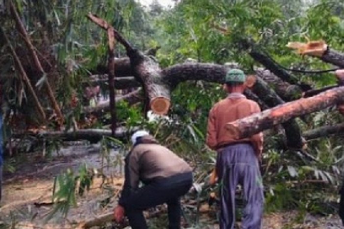 Pohon Besar Tumbang di Jalancagak Subang 